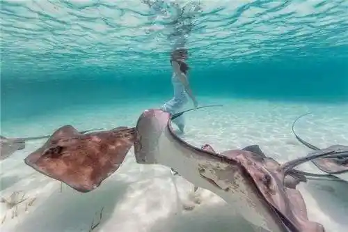 为什么海牛会被称为"美人鱼"?_你问我答网