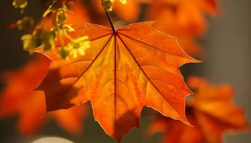 节物岂不好 秋怀何黯然,十首有关秋怀的诗词,畅怀秋天的风景