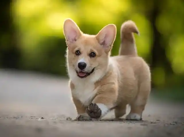 小狗又呆又萌的名字有胖胖,嘟嘟,绵绵,土豆,乖乖,芋泥,肉肉,球球,排骨