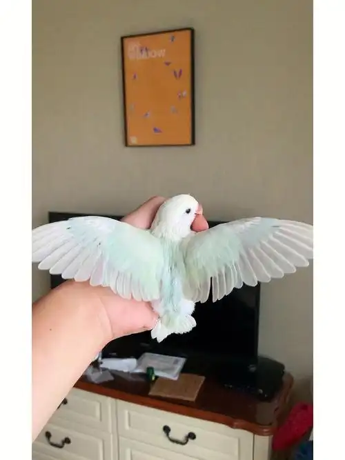 小鸟初长成拥有漂亮的飞羽了