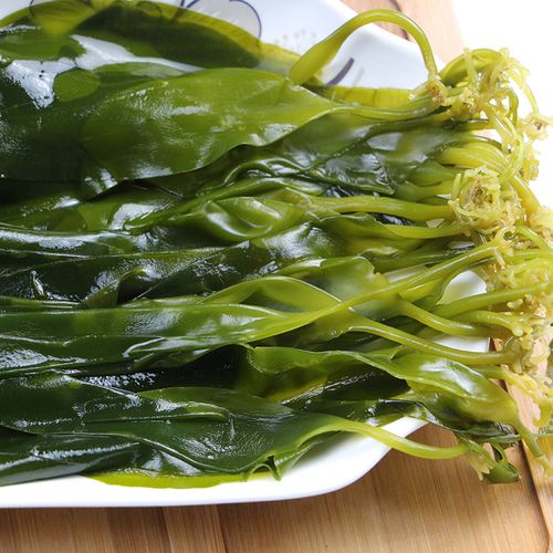 海带苗嫩特级5斤小海带芽霞浦新鲜渍非干货裙带菜火锅麻