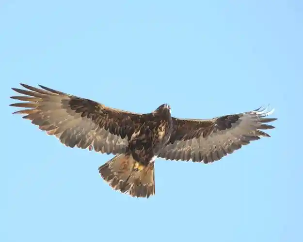 (金雕)金雕,翱翔九天