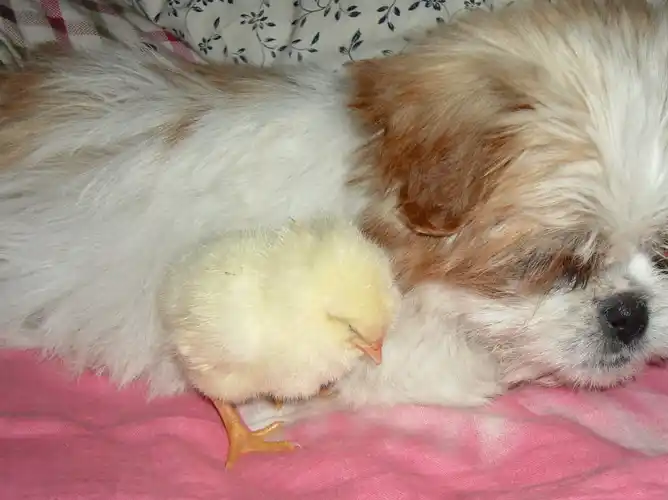 花花_小鸡_时候