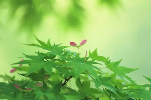 唯美小清新叶子绿色护眼桌面壁纸下载