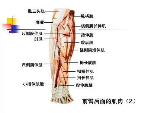 尺侧腕伸肌 前臂后面的肌肉(2)