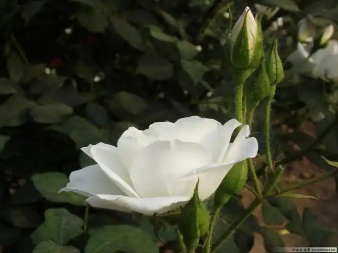 唯美白色月季花