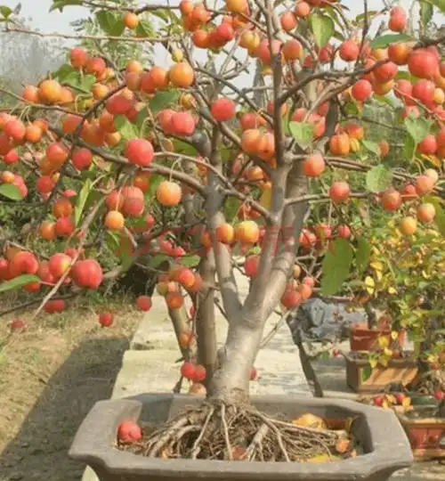 为中国著名观赏树种,在我国多地都有栽培,常用于城市和园林,庭院绿化