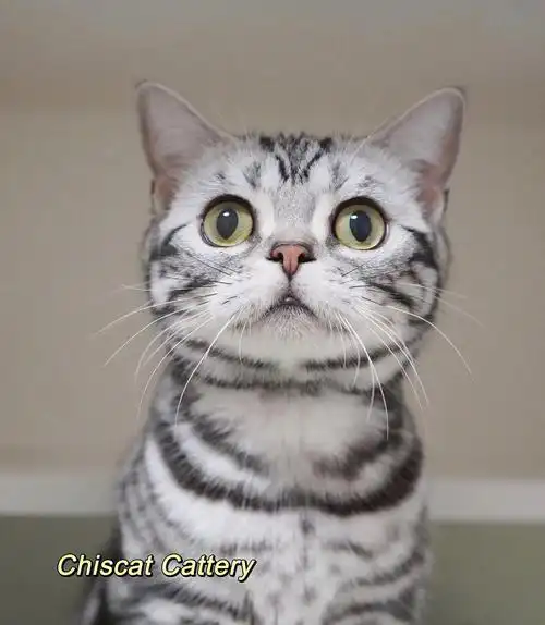 被美国顶级美短繁育人看好的美短长什么样子