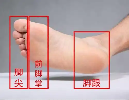 ▼从下图中可以清晰看到脚尖,前脚掌,中足,脚跟,究竟指的是足底什么