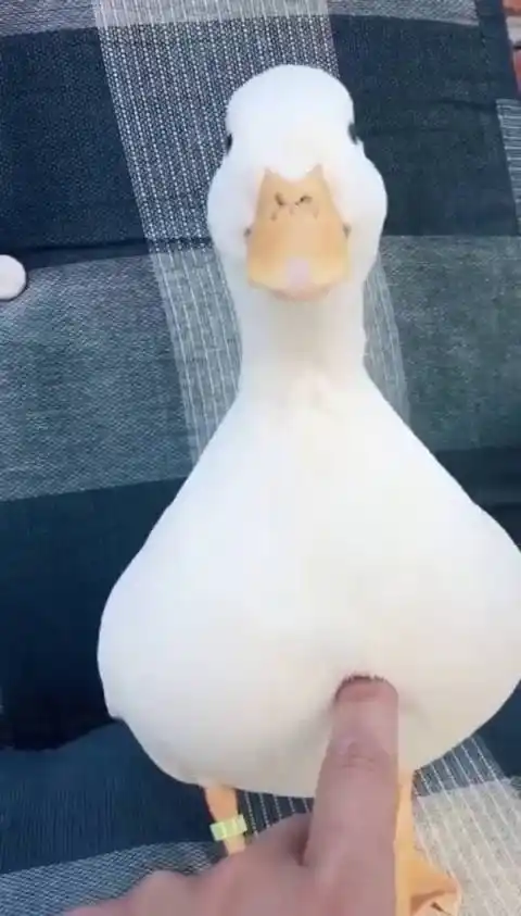 微博正文 关注 这鸭子很像一个开关!哈哈哈,笑死我了!太魔性了!