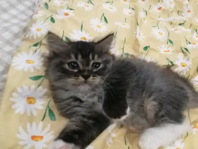 蓝猫串串,寻领养,仅限成都