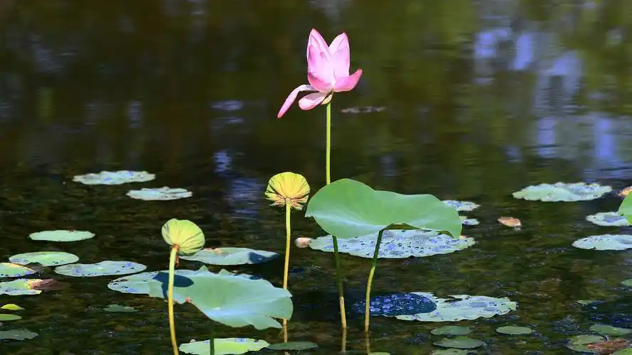 壁纸 粉红色的莲花,绿叶,池塘,夏天 5120x2880 uhd 5k 高清壁纸, 图片