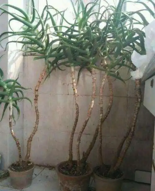 养芦荟就用3个妙招不久枝干变粗半厘米成为老桩还开红花