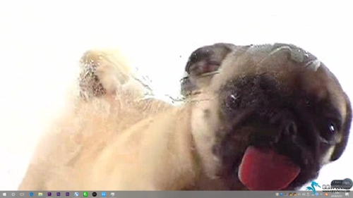 抖音超火狗狗舔电脑屏幕壁纸视频原素材以及设置方法