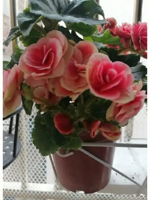 广东难度夏品种吗?#丽格海棠   #玫瑰海棠