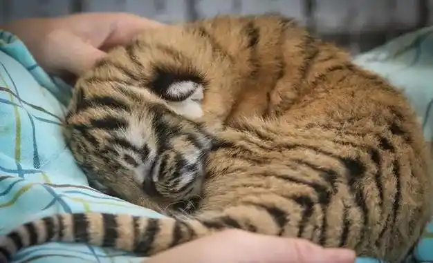 护林员救濒死虎崽养大后放生5年后遇火灾老虎现身相救