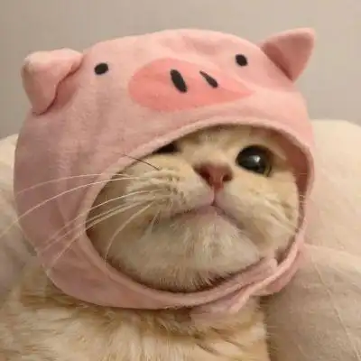 很温柔的又很好看的小猫宠物头像合集2022全新好看的萌宠可爱头