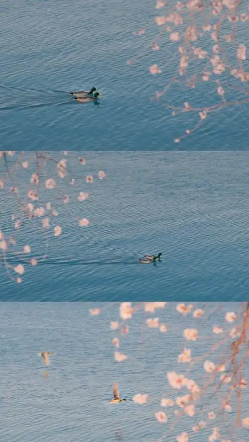 拼接风的风景壁纸图源微博