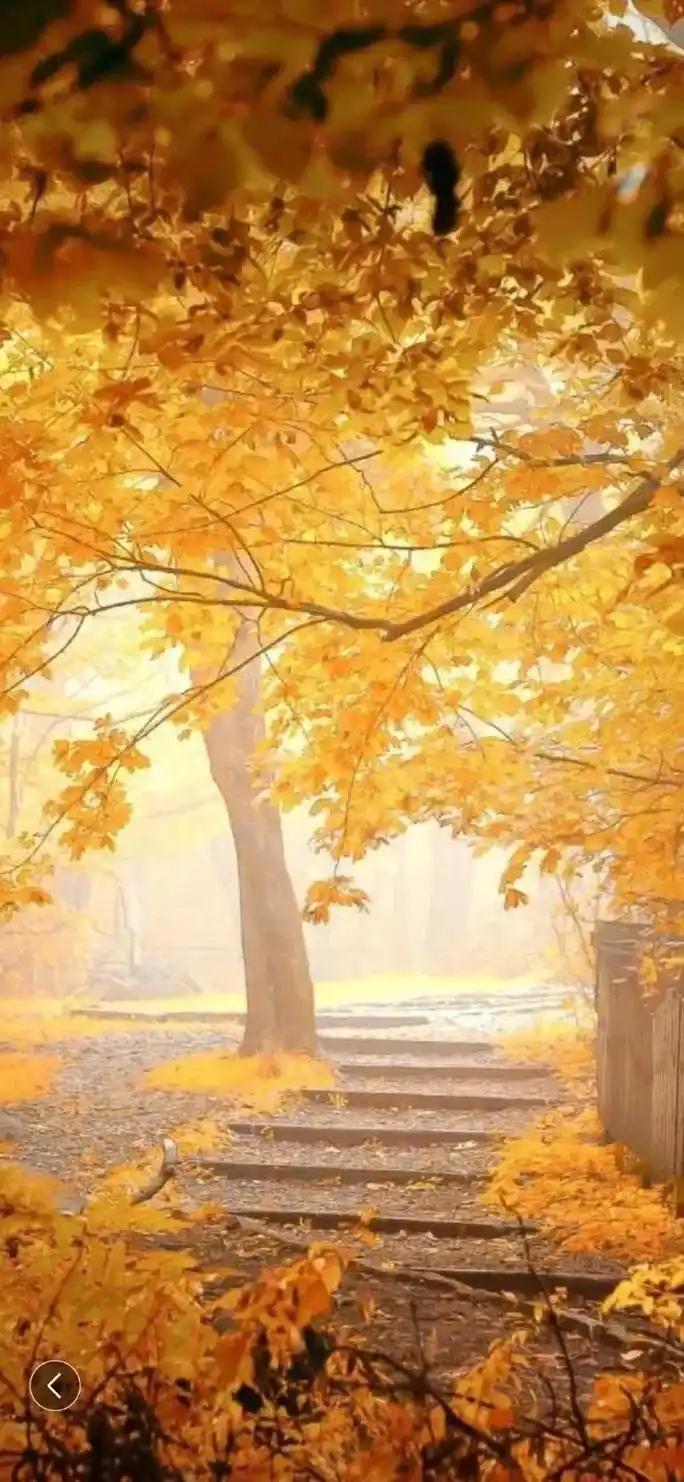 微信头像图片风景金色秋天美景图[ ]秋天到了,有没有适合秋天 - 抖音