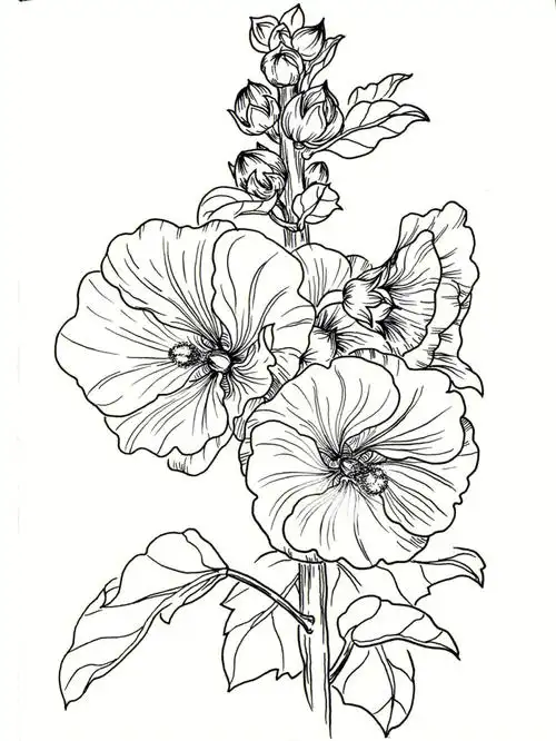 线描手绘花卉临摹蜀葵041