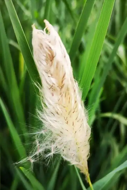 【赏百草】《白茅根赞》