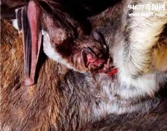 吸血蝙蝠,一生吸血100升(已开始吸食人血)