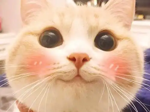 撒娇萌猫咪好看图片_又萌又有趣喵星人