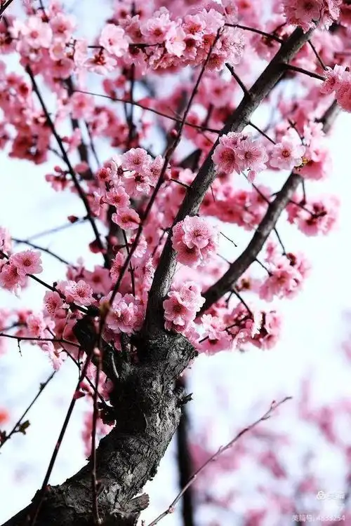 美人梅下倚美人