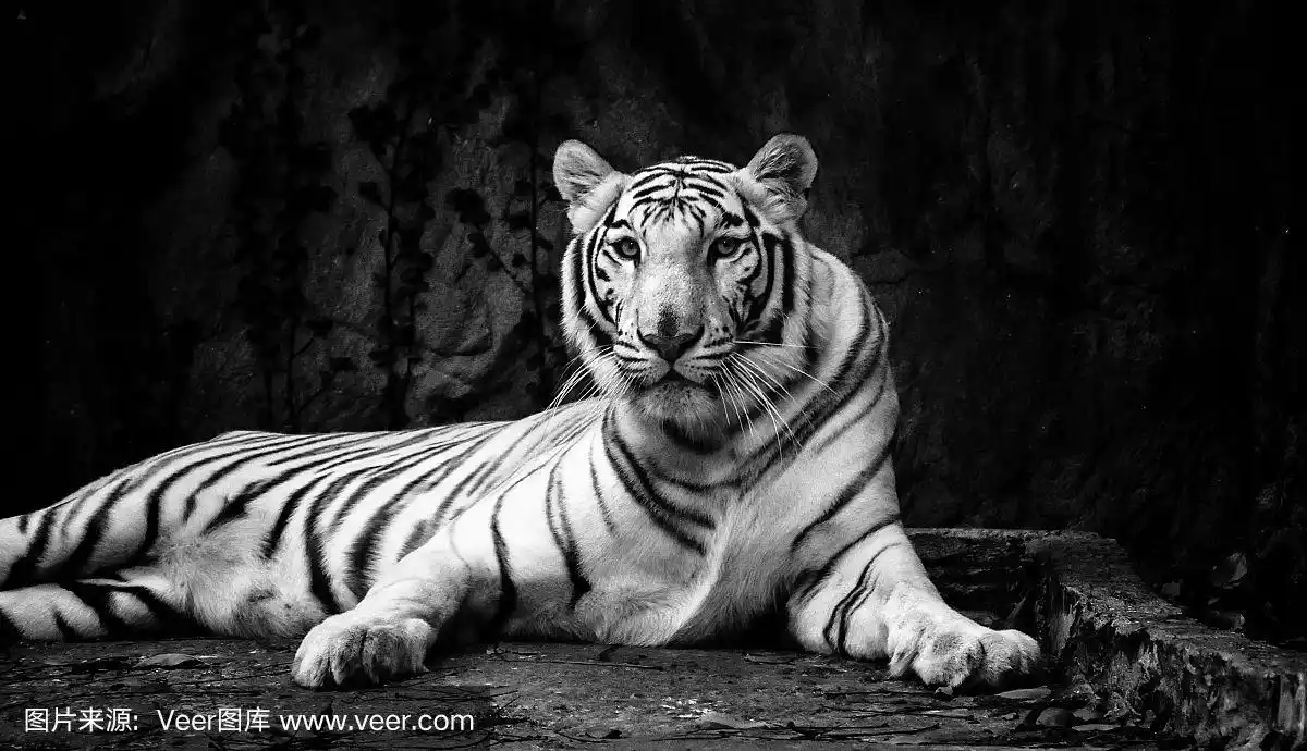 黑白图像的白虎(panthera tigris tigris),也被称为白孟加拉虎,躺在