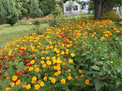 感受花卉文化魅力 陶冶稚嫩幼小心灵——符家堡小学校园花卉剪影