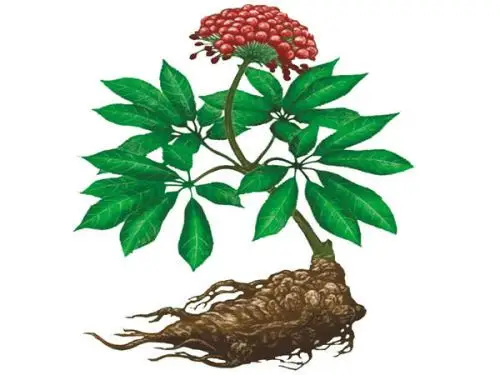 三七是草本植物,并不是木本植物,并没有"树"的形态.