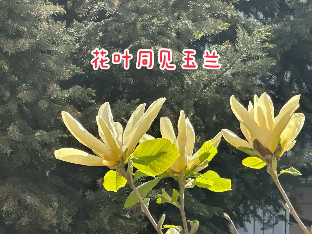 常见品种的玉兰是花先叶开放,花落叶才出,而校 - 抖音