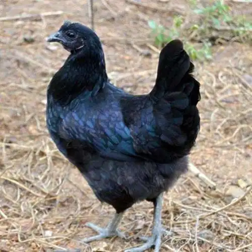 伊春五黑鸡养殖场