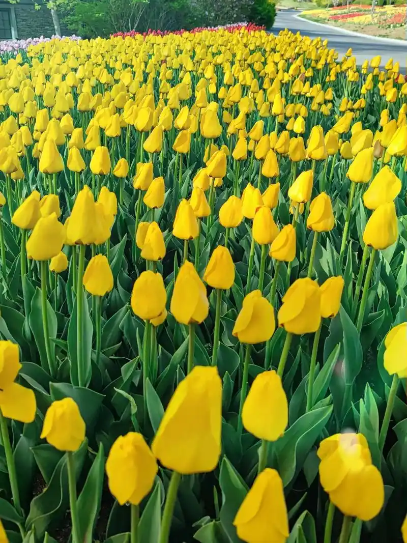 凡人花草,图文.好的环境,能让人感觉舒服.好的风景,能让人心 - 抖音