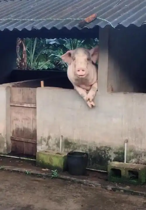 猪趴在猪圈上,它的样子直接令人笑翻在地,网友:这是头猪精吧?