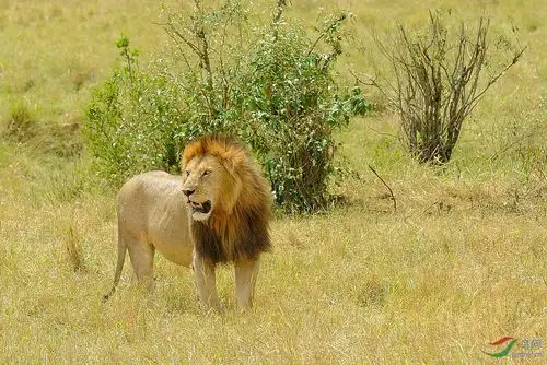 非洲雄狮 - 野生动物版 鸟网