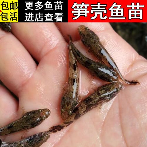 【包活】笋壳鱼鱼苗水花鱼泰国笋壳鱼泰国鳢鱼云斑尖塘鳢观赏食用鲜活