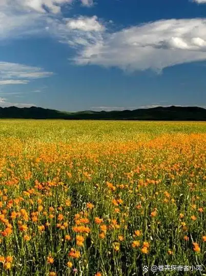沽源县的夏天,是草原与湖泊的交响乐章,清凉与美丽并存~ 1五花草甸