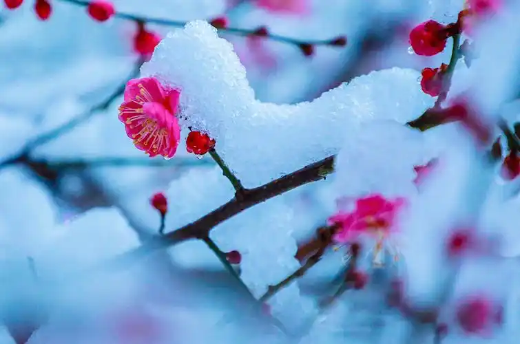 雪中梅花笑迎春