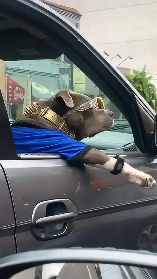 戴墨镜的社会狗你怕不怕