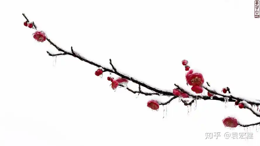 冰晶红梅 傲雪红梅 童话红梅(遗爱湖冰雪红梅图文报道) - 知乎