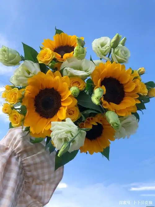 2021年向日葵图片唯美,向日葵花图片欣赏大全