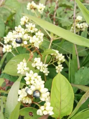 在玉林,这是80后才懂的野果,有多少人还记得这些小时候的味道|别名