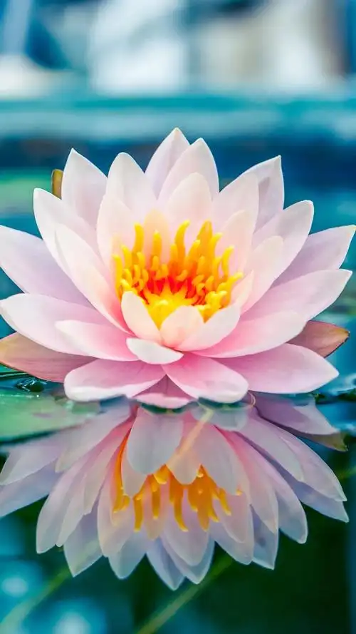 美丽的莲花,高清图片,手机壁纸