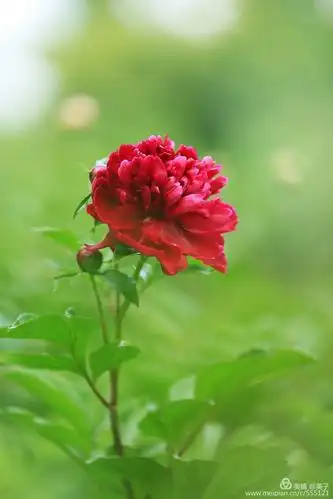 芍药花大且美,有芳香,单生枝顶;花瓣白,粉,紫或红色,花期4一5月.