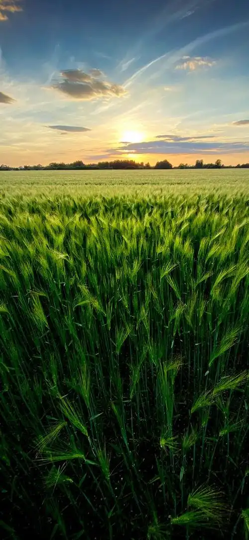 原图壁纸大自然绿色护眼