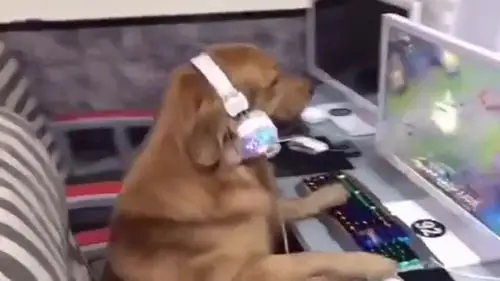 金毛打游戏可是很厉害的哦!都不知道网吧对面是人是狗?