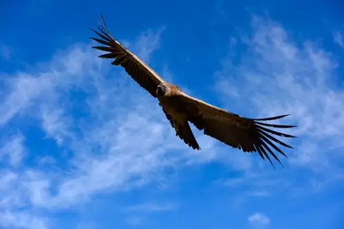 七大自然景观之一,这里可以目睹峡谷中世界上最大的猛禽安第斯神鹰