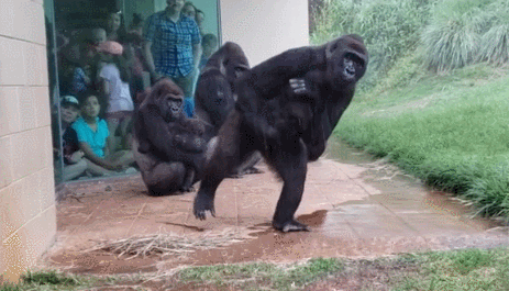 美国动物园大猩猩躲雨"成精" 网友:像我一样
