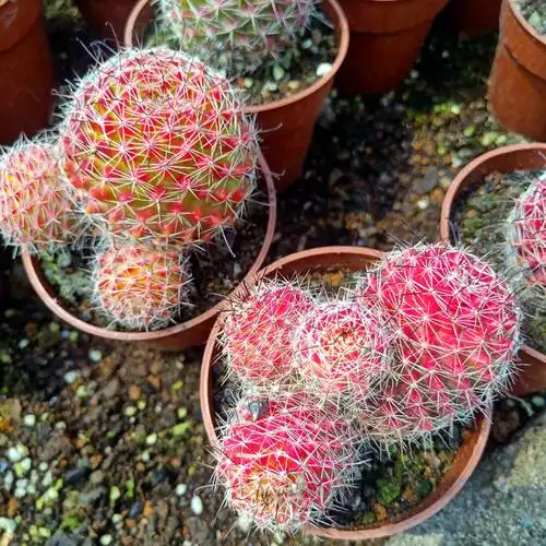 红娜丸仙人球红色自根仙人掌类植物多肉花卉小盆栽t5 红娜丸带柱 高26